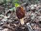 Fattyú kucsmagomba (Morchella semilibera), Budai-hegység